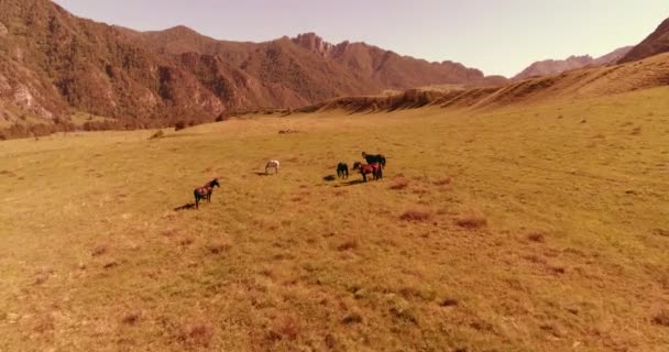 Volo sopra mandrie di cavalli selvatici sul prato. Primavera montagne natura selvaggia. Libertà concetto di ecologia. — Video Stock