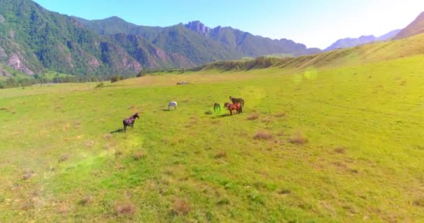 Vuelo sobre el rebaño de caballos salvajes en el prado. Primavera montañas naturaleza salvaje. Concepto de ecología de libertad. — Vídeos de Stock