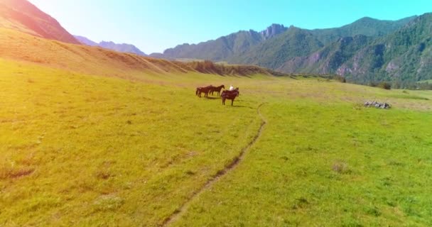 Yabani atların üzerinden uçarak çayırdaki sürüyü güderler. Bahar dağları vahşi doğa. Özgürlük ekolojisi kavramı. — Stok video