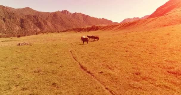 牧草地で野生の馬の群れの上の飛行。春の山野生の自然。自由生態学の概念. — ストック動画