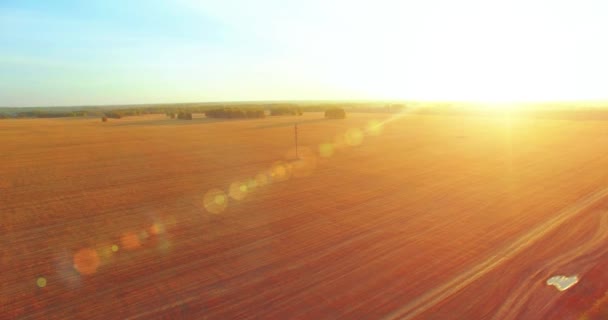 UHD 4K vista aérea. Vuelo en el aire sobre campo rural de trigo amarillo — Vídeos de Stock