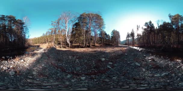 360 VR virtuelle Realität eines wilden Gebirges, Kiefernwaldes und Flusses fließt. Nationalpark, Wiese und Sonnenstrahlen. — Stockvideo