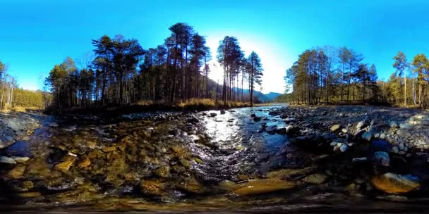 360 VR virtuelle Realität eines wilden Gebirges, Kiefernwaldes und Flusses fließt. Nationalpark, Wiese und Sonnenstrahlen. — Stockvideo