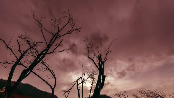 Time lapse di albero della morte e erba gialla secca a paesaggio montano con nuvole e raggi di sole. Movimento cursore orizzontale — Video Stock