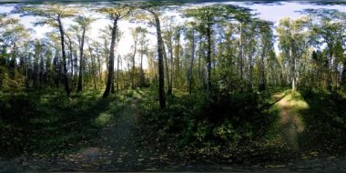 Bir şehir parkının UHD 4K 360 VR Sanal Gerçekliği. Sonbaharda ya da yaz gününde ağaçlar ve yeşil çimenler