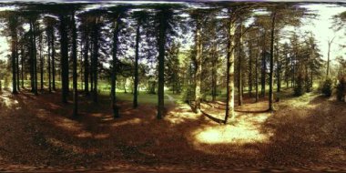 Bir şehir parkının UHD 4K 360 VR Sanal Gerçekliği. Sonbaharda ya da yaz gününde ağaçlar ve yeşil çimenler