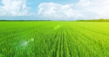 UHD 4k havadan görünümü. Düşük uçuş yeşil ve sarı buğday kırsal alanın üzerine