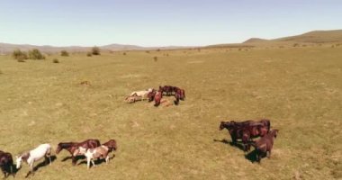 Dağ çayırında vahşi atların üzerinden uçmak. Yaz dağları vahşi doğa. Özgürlük ekolojisi kavramı.