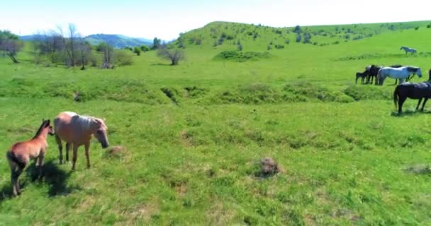 Vlucht over wilde paarden kudde op bergweide. Zomer bergen wilde natuur. Vrijheid ecologisch concept. — Stockvideo