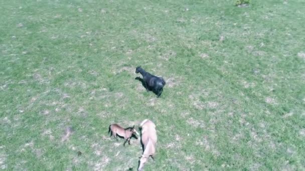 Vlucht over wilde paarden kudde op bergweide. Zomer bergen wilde natuur. Vrijheid ecologisch concept. — Stockvideo