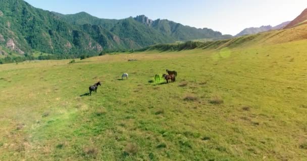 牧草地で野生の馬の群れの上の飛行。春の山野生の自然。自由生態学の概念. — ストック動画