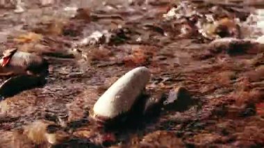 Dolly ormanın yakınındaki bir dağ nehrinde akan suyun kaygan görüntüsü. Islak kayalar ve güneş ışınları. Yatay sabit hareket.