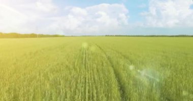 UHD 4k havadan görünümü. Düşük uçuş yeşil ve sarı buğday kırsal alanın üzerine