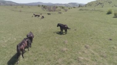 Dağ çayırında vahşi atların üzerinden uçmak. Yaz dağları vahşi doğa. Düz ham renk.