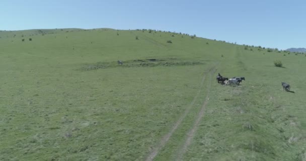 Vlucht over wilde paarden kudde op bergweide. Zomer bergen wilde natuur. Vlakke rauwe kleur. — Stockvideo