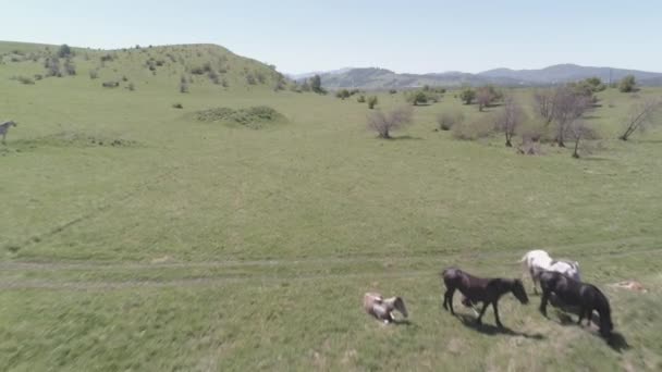 Vol au-dessus de chevaux sauvages troupeau sur prairie de montagne. Montagnes d'été nature sauvage. Couleur brute plate. — Video