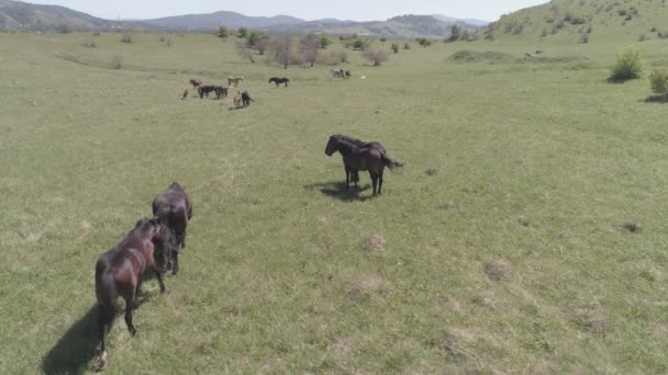 Letí nad divokými koňmi stáda na horské louce. Letní hory divoká příroda. Plochá barva. — Stock video