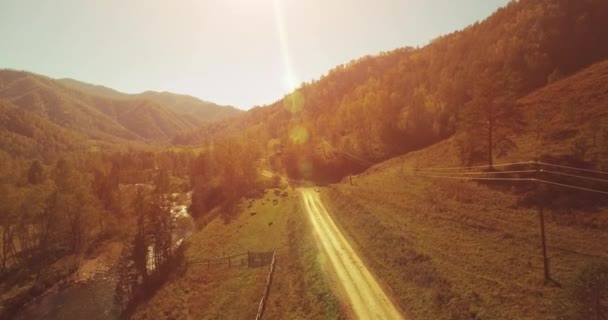 Vol en vol au-dessus d'une rivière de montagne fraîche et d'un pré au matin ensoleillé d'été. Chemin de terre rural en dessous. Vaches et voiture . — Video