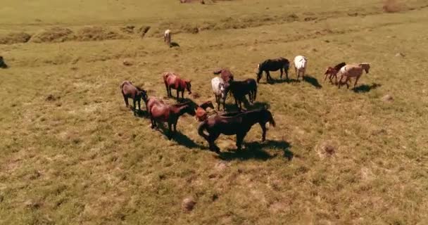 Vol au-dessus de chevaux sauvages troupeau sur prairie de montagne. Montagnes d'été nature sauvage. Liberté concept écologie. — Video