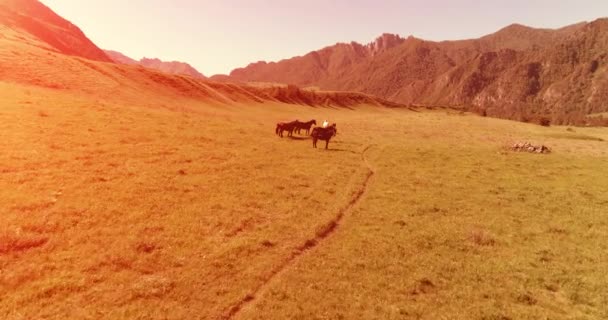 草原の野生の馬の群れの上の空中Uhd 4K空中飛行 春の山の野生の自然を飛び越える 夏の田舎の緑の芝生の農場で美しい動物 自由生態学の概念 — ストック動画