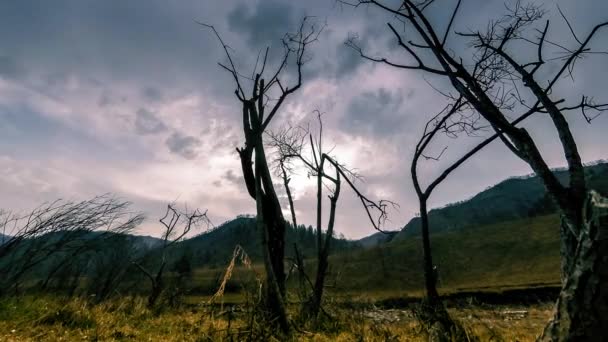 Zeitraffer von Todesbaum und trockenem, gelbem Gras in bergiger Landschaft mit Wolken und Sonnenstrahlen. Horizontale Schieberbewegung — Stockvideo