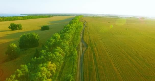 UHD 4K vista aérea. Bajo vuelo sobre el campo rural de trigo verde y amarillo y la línea de árboles — Vídeos de Stock