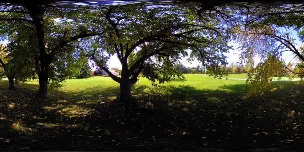 UHD 4K 360 VR都市公園レクリエーションエリアの仮想現実。秋または夏の日の木や緑の草 — ストック動画