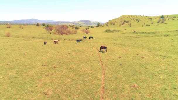 Vuelo sobre el rebaño de caballos salvajes en el prado de montaña. Verano montañas naturaleza salvaje. Concepto de ecología de libertad. — Vídeos de Stock