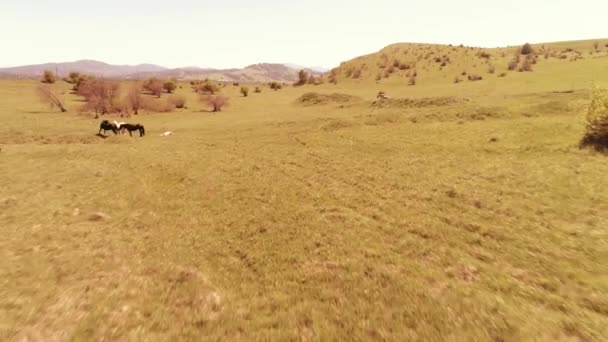 Vuelo sobre el rebaño de caballos salvajes en el prado de montaña. Verano montañas naturaleza salvaje. Concepto de ecología de libertad. — Vídeo de stock