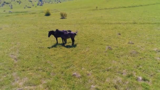 Vuelo sobre el rebaño de caballos salvajes en el prado de montaña. Verano montañas naturaleza salvaje. Concepto de ecología de libertad. — Vídeos de Stock