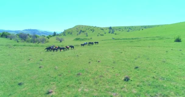 山の牧草地で野生の馬の群れ以上の飛行。夏の山野生自然。自由生態学の概念. — ストック動画