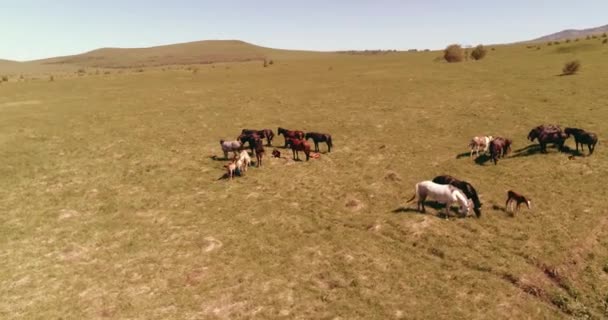 Vol au-dessus de chevaux sauvages troupeau sur prairie de montagne. Montagnes d'été nature sauvage. Liberté concept écologie. — Video