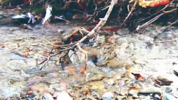 Ползунок Долли с брызгами воды в горной реке возле леса. Влажные камни и солнечные лучи. Горизонтальное устойчивое движение. — стоковое видео