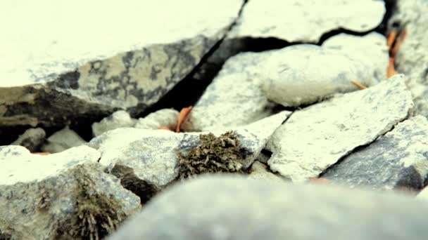 Dolly deslizador de tiro de las salpicaduras de agua en un río de montaña cerca del bosque. Rocas húmedas y rayos de sol. Movimiento horizontal constante. — Vídeo de stock