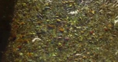 Güneşli yaz sabahında temiz ve taze bir dağ nehri üzerinde uçuşun ortasındayız. Üst görünüm ve yatay hareket