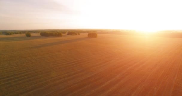UHD 4K aerial view. Mid-air flight over yellow wheat rural field — Stock Video