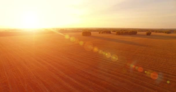 UHD 4K vue aérienne. Vol en vol au-dessus du champ rural de blé jaune — Video