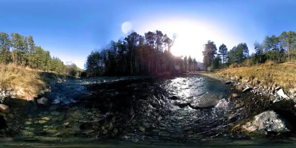 360 VR realidade virtual de uma montanha selvagem, pinhal e fluxos de rio. Parque nacional, prado e raios de sol. — Vídeo de Stock