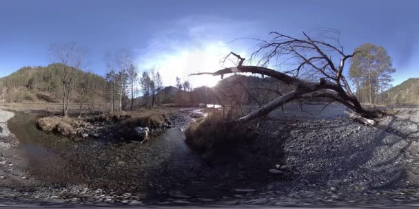 360 VR realtà virtuale di una montagna selvaggia, pineta e fiumi scorre. Parco nazionale, prato e raggi del sole. — Video Stock