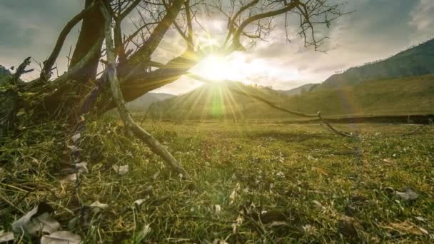 Time lapse of death tree and dry yellow grass at mountian landscape με σύννεφα και ακτίνες του ήλιου. Οριζόντια κίνηση κύλισης — Αρχείο Βίντεο