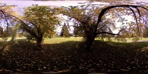 UHD 4K 360 VR都市公園レクリエーションエリアの仮想現実。秋または夏の日の木や緑の草 — ストック動画