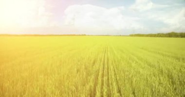 UHD 4k havadan görünümü. Düşük uçuş yeşil ve sarı buğday kırsal alanın üzerine