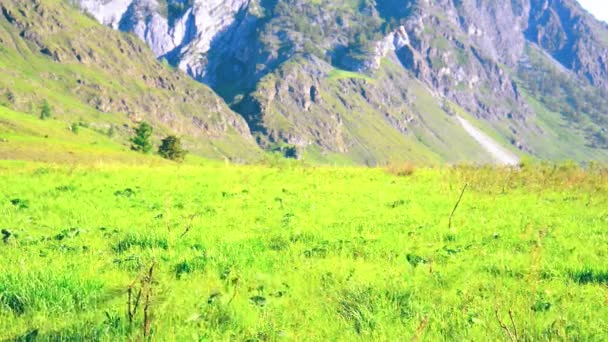 Vandring man gå på grönt berg äng med ryggsäck. Sommar sport och rekreation koncept. — Stockvideo