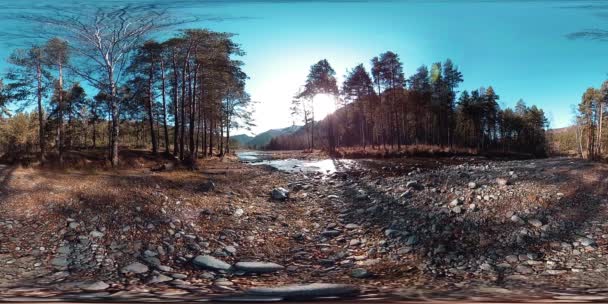 360 VR realidade virtual de uma montanha selvagem, pinhal e fluxos de rio. Parque nacional, prado e raios de sol. — Vídeo de Stock