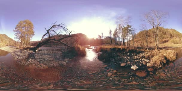 360 VR réalité virtuelle d'une montagne sauvage, pinède et rivière coule. Parc national, prairie et rayons du soleil. — Video