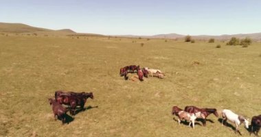 Dağ çayırında vahşi atların üzerinden uçmak. Yaz dağları vahşi doğa. Özgürlük ekolojisi kavramı.