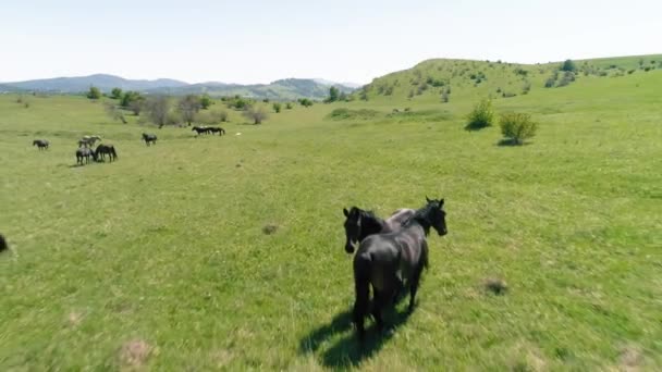 Repülés vad lovak csordája felett a hegyi réten. Nyári hegyek vad természet. Szabadság-ökológia. — Stock videók