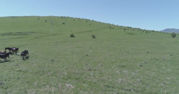 Vlucht over wilde paarden kudde op bergweide. Zomer bergen wilde natuur. Vlakke rauwe kleur. — Stockvideo