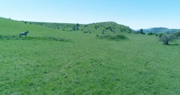 Vuelo sobre el rebaño de caballos salvajes en el prado de montaña. Verano montañas naturaleza salvaje. Concepto de ecología de libertad. — Vídeos de Stock