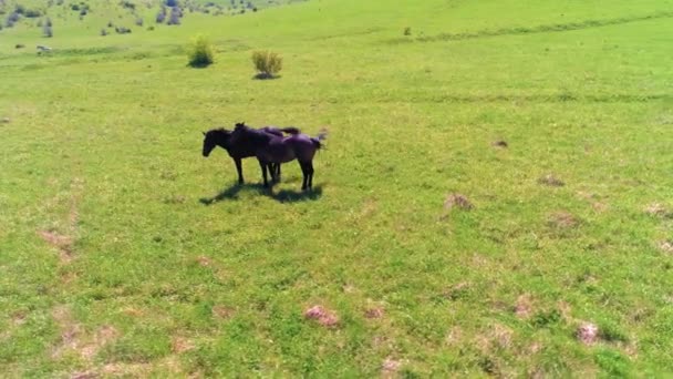 Letí nad divokými koňmi stáda na horské louce. Letní hory divoká příroda. Koncept ekologie svobody. — Stock video